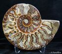 Inch Split Ammonite Pair #2620-4